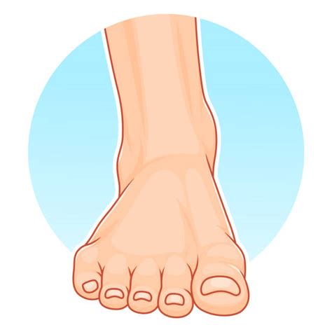 Image result for Front View of Toe