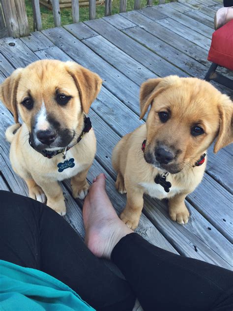 American Staffordshire Terrier Lab Mix - dopi