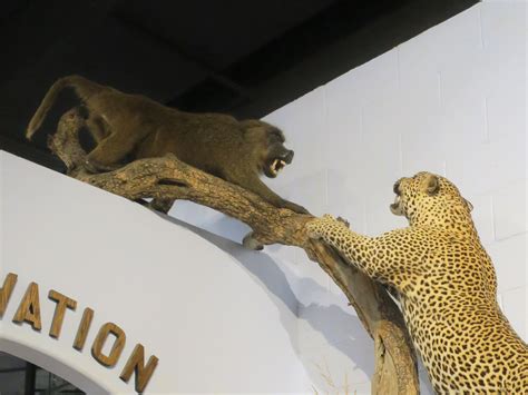 Living Rootless: Tucson, AZ: International Wildlife Museum