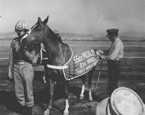 Sergeant Reckless: The Artillery Horse That Braved Enemy Fire In Korea ...