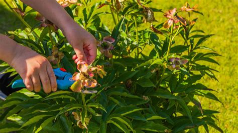 Should you deadhead peonies? Garden experts offer advice | Woman & Home