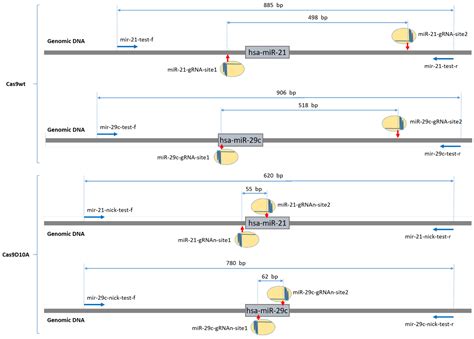 Advances and Obstacles in Using CRISPR/Cas9 Technology for Non-Coding ...