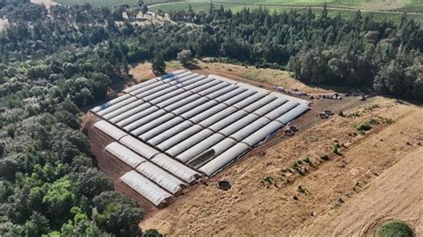 Oregon marijuana grows busted, 12 people arrested | kgw.com