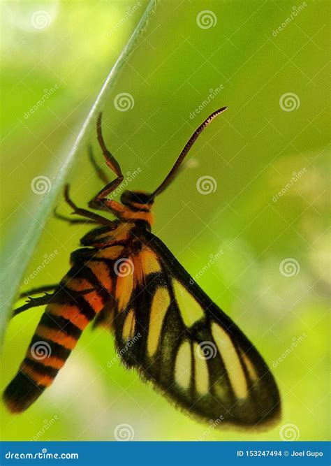 Orange Bug with Black Stripes Stock Photo - Image of insect, antenna ...
