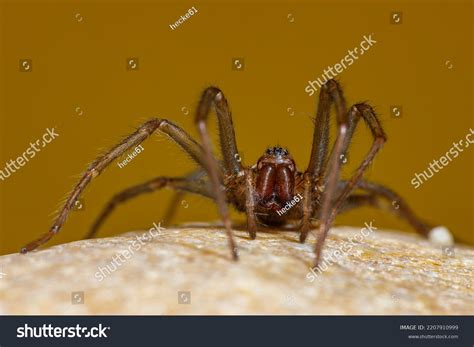 Big House Spider Tegenaria Domestica Stock Photo 2207910999 | Shutterstock