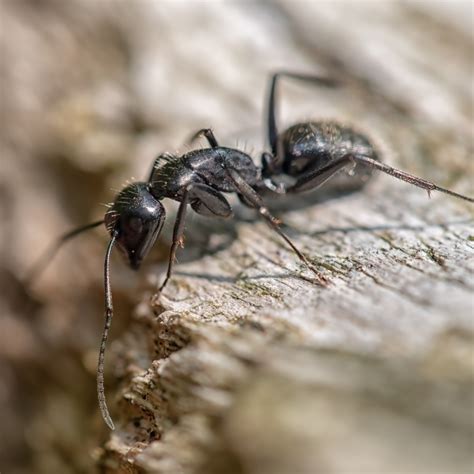 Biggest ant in the world