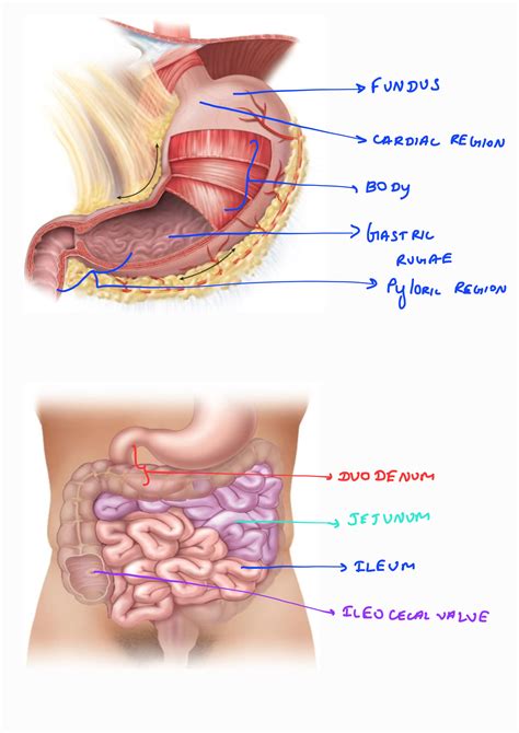 [Solved] __ Stomach __ Gastric rugae __ Fundic region ... | Course Hero ...