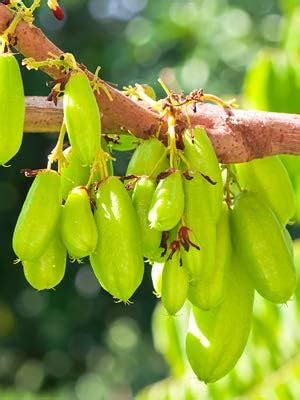 Creative Farmer Fruit Plants Live Averrhoa Bilimbi Cucumber Tree Fruit ...
