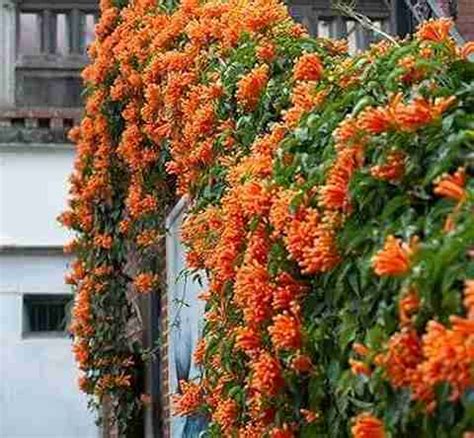 MAITRA AND SONS Flame Tree Plant Price in India - Buy MAITRA AND SONS ...