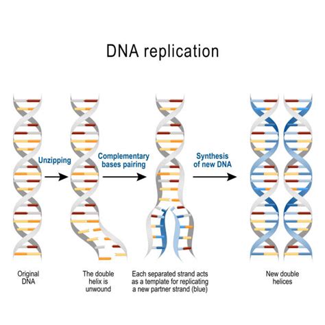 DNA Replication Strand 的图像结果