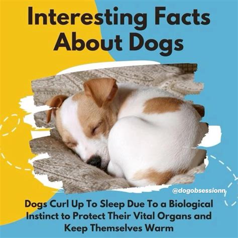 Amazing and interesting facts about dogs – Artofit