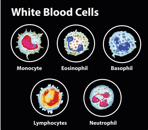 Lifespan Of Wbc