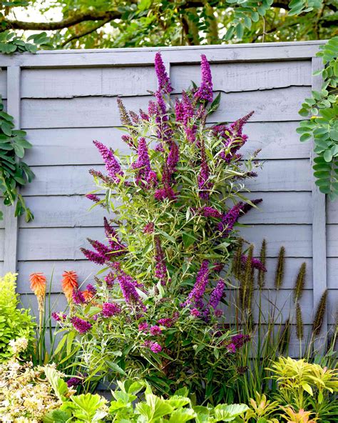 10 Types of Butterfly Bushes That Attract Pollinators