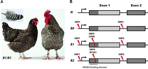 Real Mutations In Animals