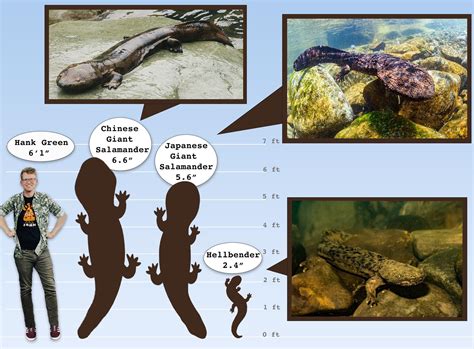 Best Amphibian Posts - Reddit