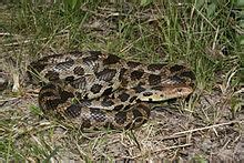 Image result for Operaciones Con Matrices Numpy Python