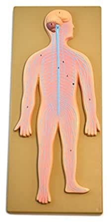 Human Nervous System Model Mounted on 18" x 8" Board : Amazon.in ...