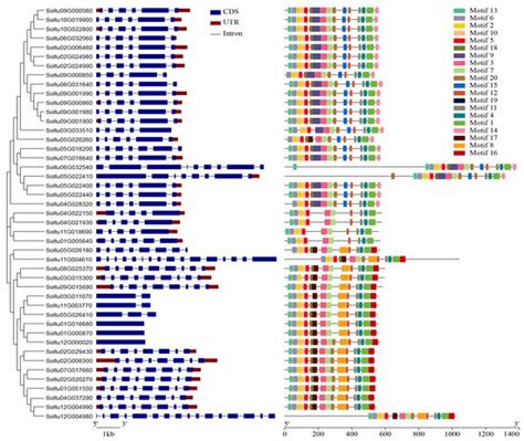 Identification and Expression of Laccase Gene Family in Potato (Solanum ...