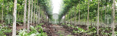 Tissue Culture Teak Plants - Tissue Culture Burma Teak Plants - TruTeak