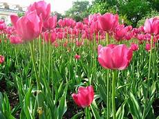 significato fiori tulipani significato tulipano significato dei fiori conoscere significato fiori tulipani significato tulipano significato dei fiori conoscere