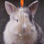 Image result for Pet Cute Baby Bunny