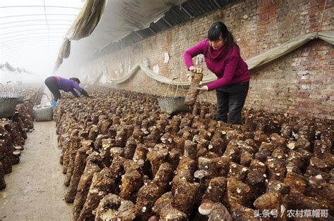 香菇种植大棚图片大全 种植香菇的成本和利润分析 一亩大棚香菇利润