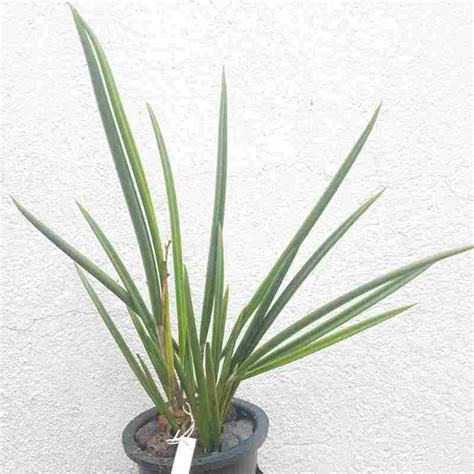 Brassavola Kiilani Stars – EXOTICA ORCHIDS