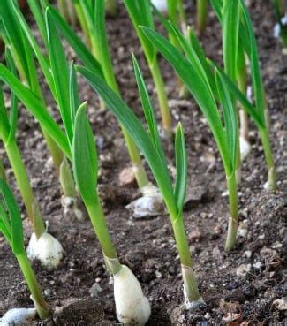 How To Grow Garlic – TrustBasket