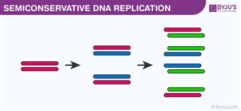 Image result for DNA Replication Class 12