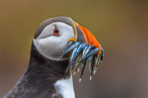 What's the Difference Between a Penguin and a Puffin?