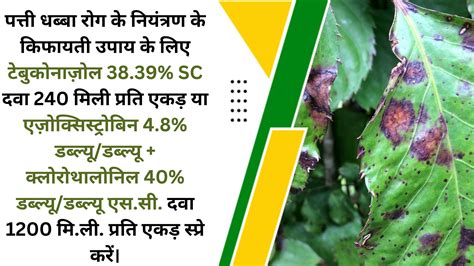 पत्ती धब्बा रोग का किफायती प्रबंधन