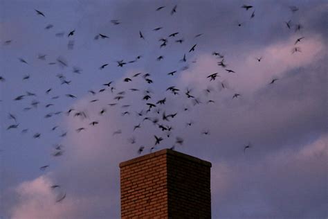 Bird of the Week: Chimney Swift – Travis Audubon