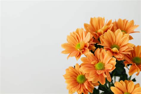 Download Solid Pastel Color Orange Flower Wallpaper | Wallpapers.com