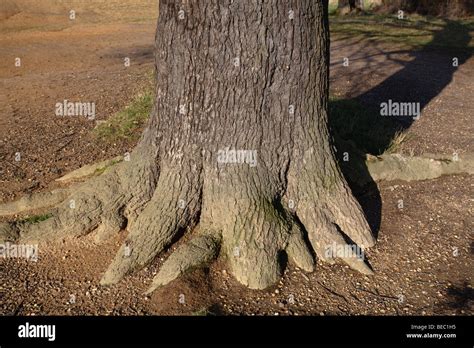 Image result for Oak Tree Rot Base of Trunk