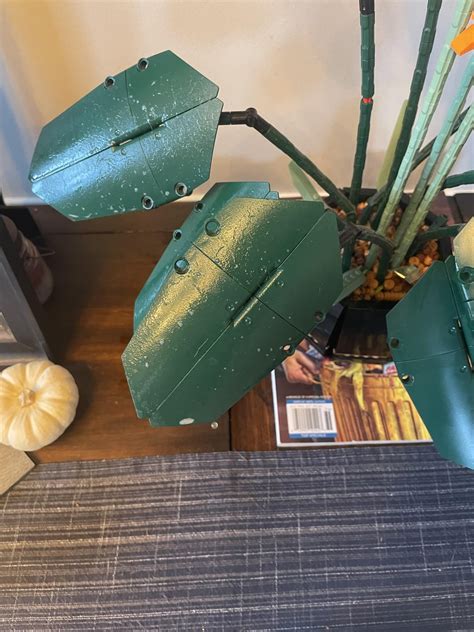 What is this growing on my BoP : r/houseplantscirclejerk