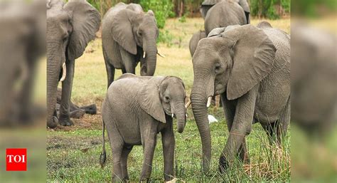 Securing Thirunelli–Kudrakote elephant corridor vital for the habitat ...