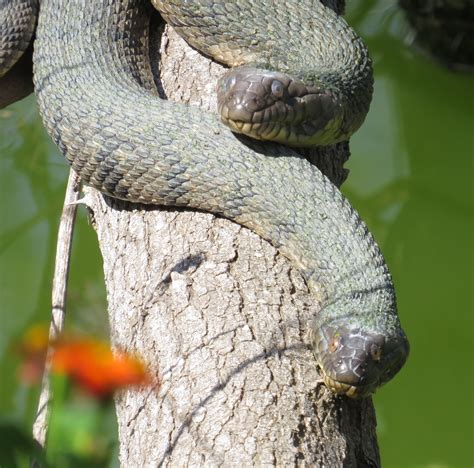 Diamondback Water Snakes