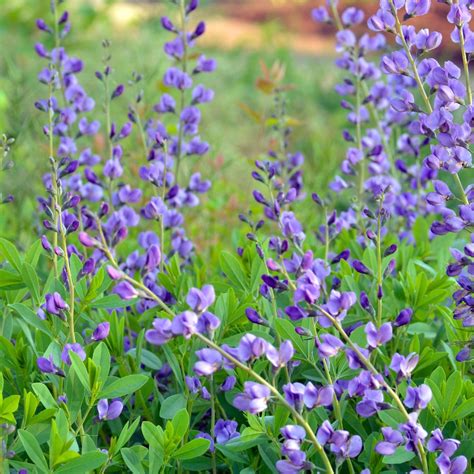 Baptisia australis (Blue False Indigo) - Patuxent Nursery