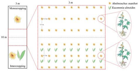 The Effect of Intercropping with Eucommia ulmoides on the Growth and ...