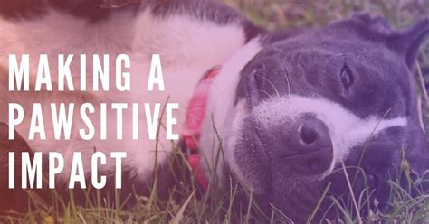 Image result for Go Fetch