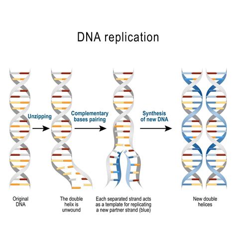 Dna Replication Diagram Labeled