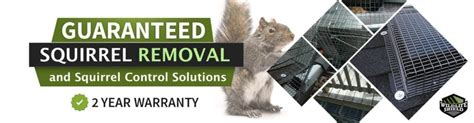 Image result for Squirrel Control