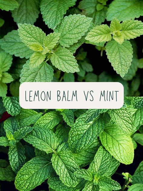 Lemon Balm Plant Uses