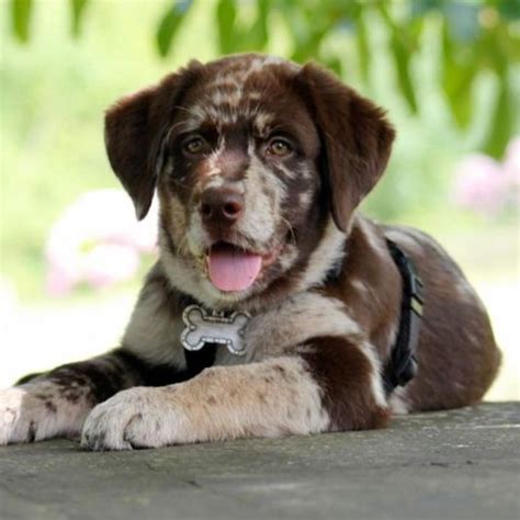 Black Lab Aussie Mix Australian Shepherd Lab New Puppy 2025