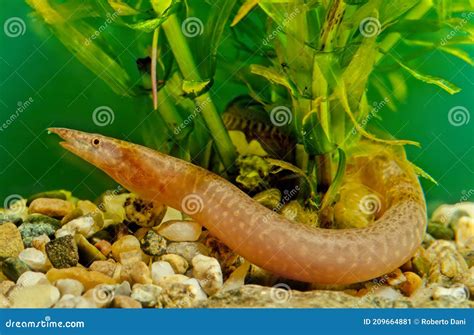 Zig Zag Eel Food