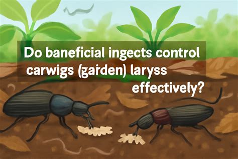Do Beneficial Insects Control Earwig Larvae in Gardens?