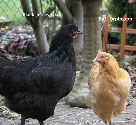 How Big Are Jersey Giant Chickens at Steven Waddy blog