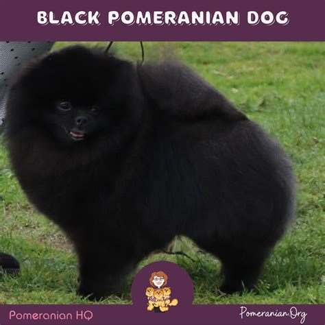 Teacup Pomeranian Black Black Newest Pomeranian For Sales Guaranteed