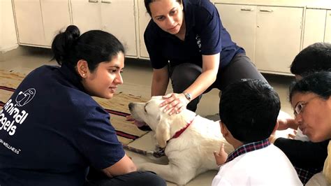 The Healing Touch of Animal‑Assisted Activities for Neurodiverse ...