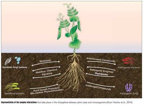 Managing Plant Nutrients: International Year of Soils: Nutrients and Soil Biology